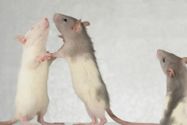 Ratos sobre um fundo branco — Fotografia de Stock