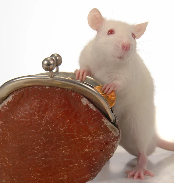 Rat on a white background — Stock Photo, Image