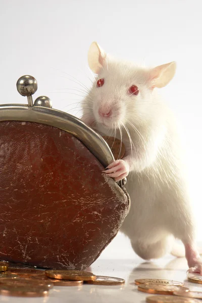Råtta på en vit bakgrund — Stockfoto