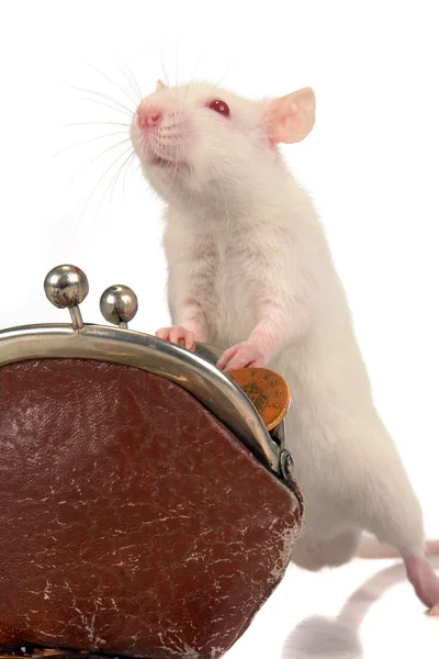 Крыса на белом фоне — стоковое фото