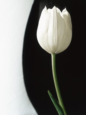 White tulip clipart