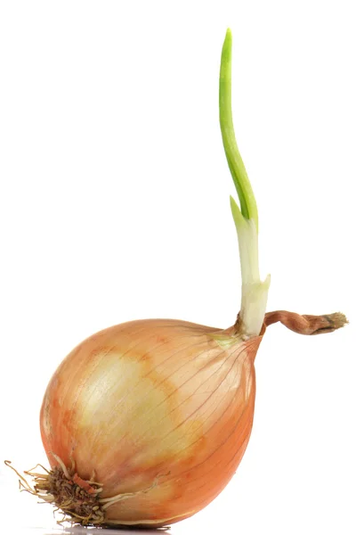 stock image Onions