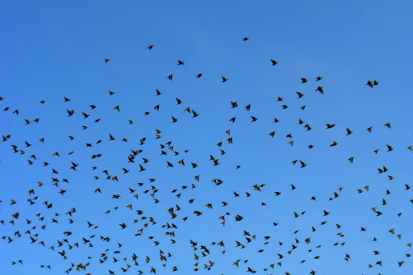 stock image Starling