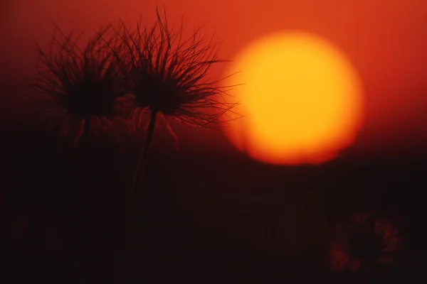 Ήλιος σε φόντο των νεφών — Φωτογραφία Αρχείου