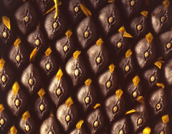 Sunflower seeds of a sunflower — Stock Photo, Image