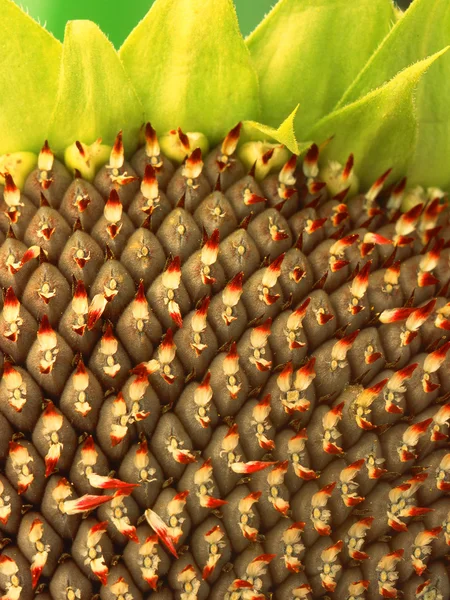 Slunečnicová semínka ze slunečnice — Stock fotografie