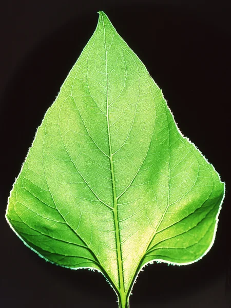 Φύλλα — Φωτογραφία Αρχείου