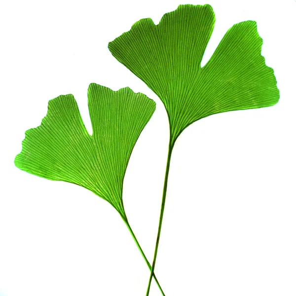 Leaf ginkgo bilobaz — Stockfoto