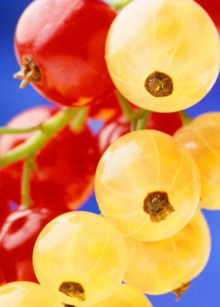 Red and yellow currant — Stock Photo, Image