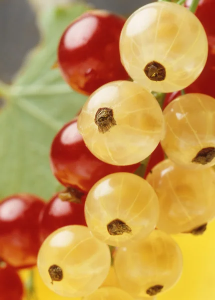Red and yellow currant — Stock Photo, Image