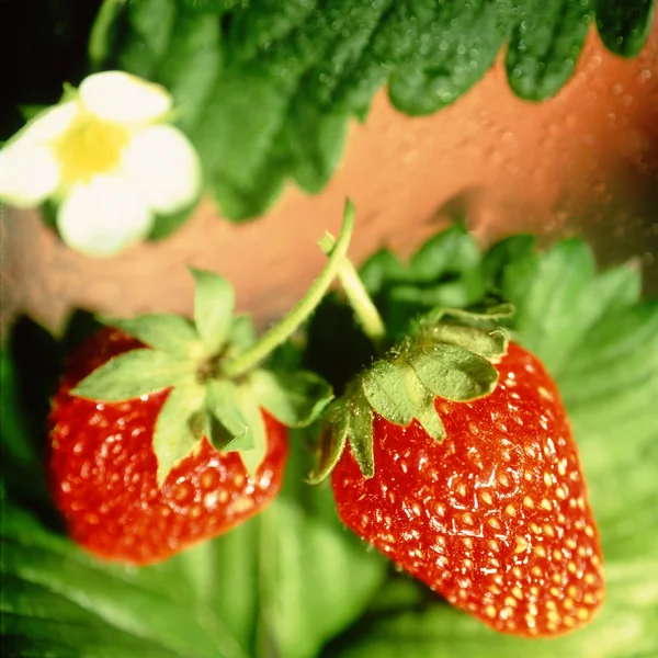 Strawberry, — Stock Photo, Image