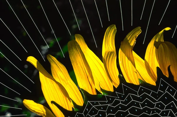 stock image Sunflower