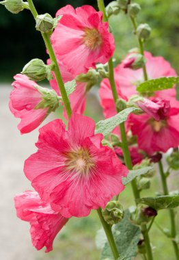 Althaea rosea