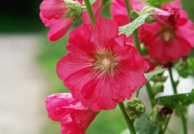 Althaea rosea