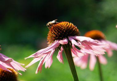 Echinacea purpurea