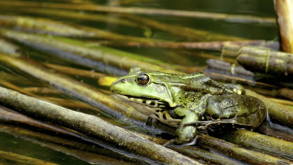 개구리, — 스톡 사진