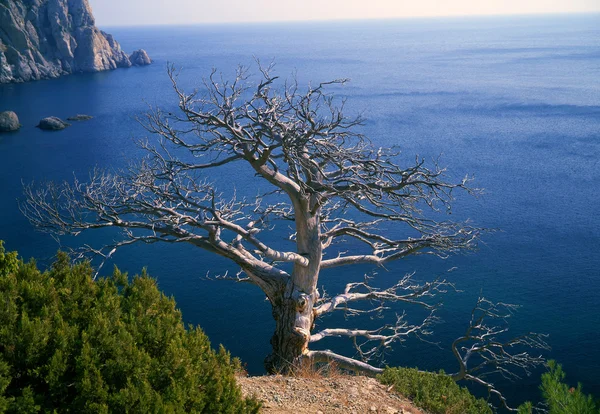 나무, — 스톡 사진