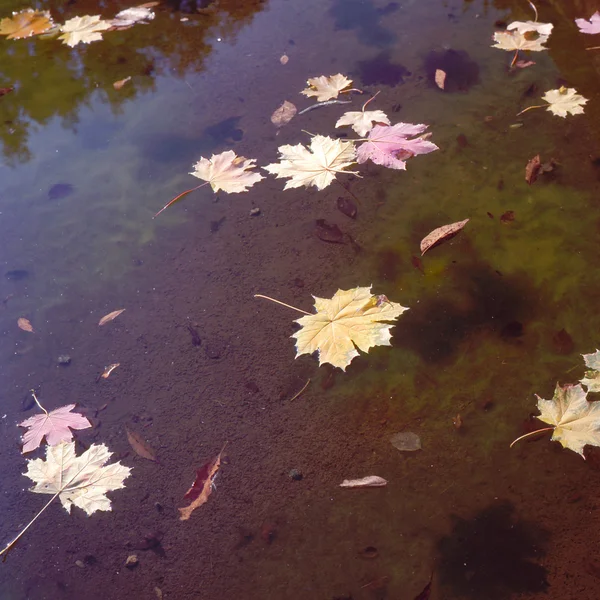 Bir akçaağaç yaprağı — Stok fotoğraf