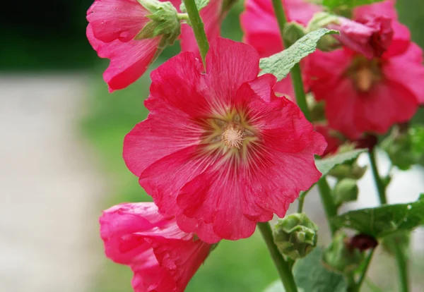 Althaea rosea — Zdjęcie stockowe