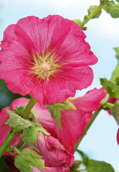 Althaea rosea — Zdjęcie stockowe