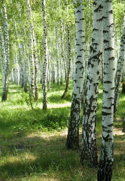 Birches — Stock fotografie