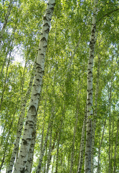 Birches on a background of a wood