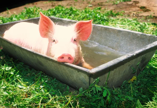 Schwein. — Stockfoto