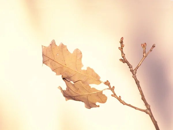 Oak leaf, — Stock Photo, Image