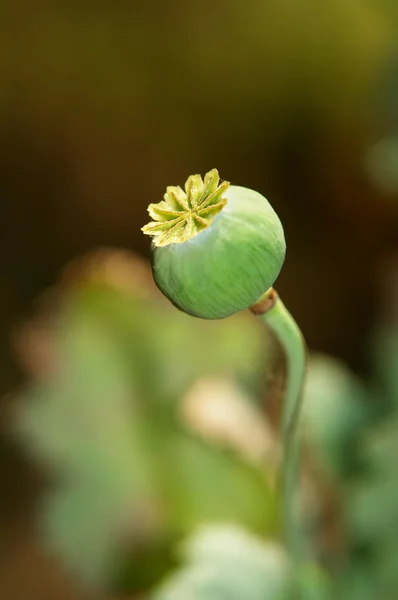 罂粟 — 图库照片
