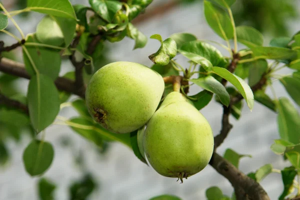 stock image Pear