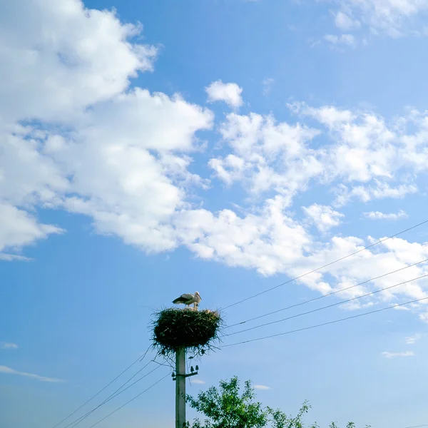 황새, — 스톡 사진