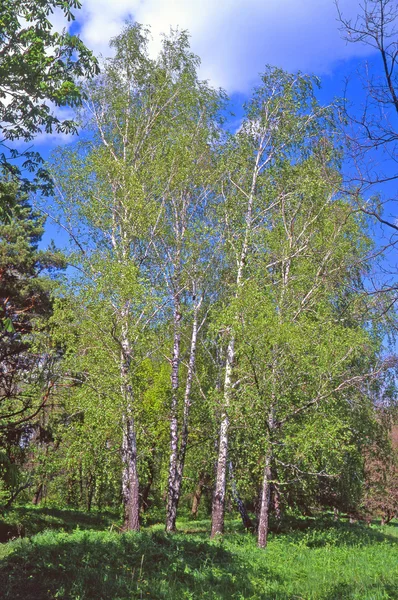Drzewo brzoza — Zdjęcie stockowe