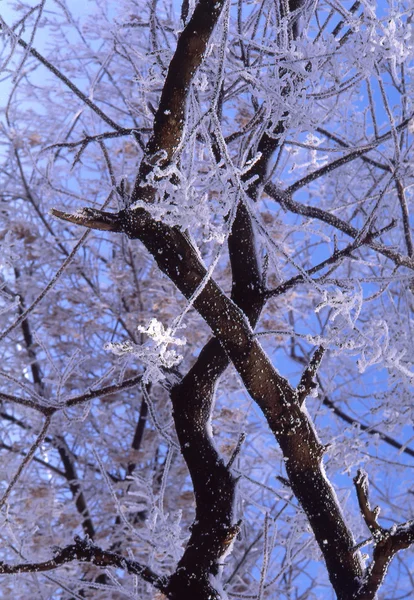 Kürk-ağaç — Stok fotoğraf