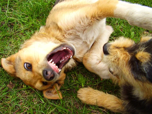 Смешные собаки — стоковое фото