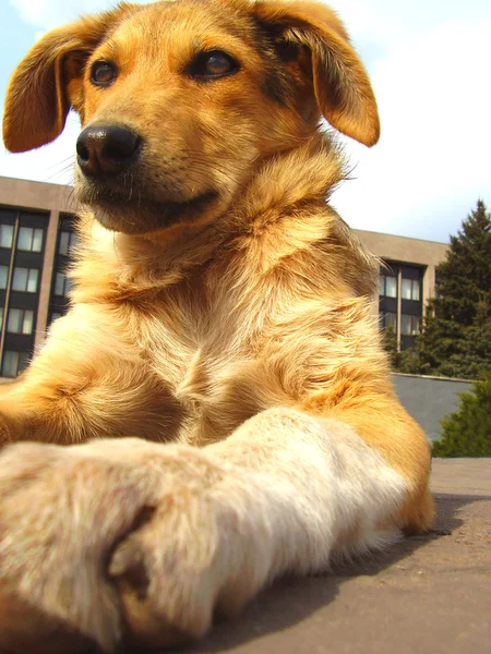 面白い犬 — ストック写真