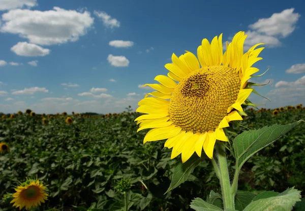 stock image Sunflower