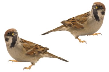 Sparrow clipart