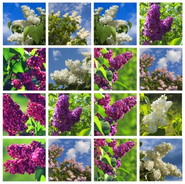 Lilac clipart