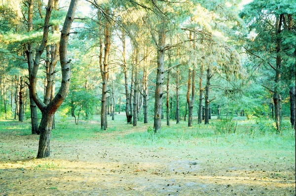 Borovice borovice lesní — Stock fotografie