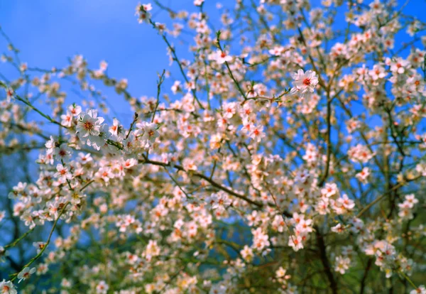 Primavera — Foto Stock