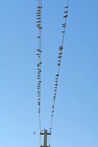 Vögel — Stockfoto