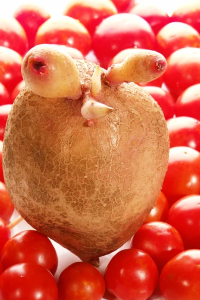 Potato, tomato — Stock Photo, Image