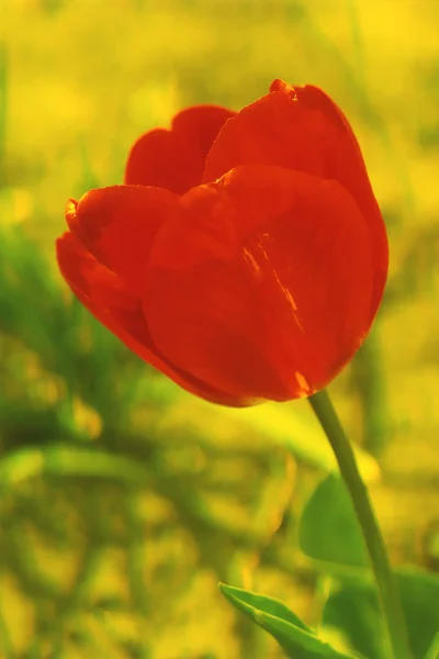 红色郁金香 — 图库照片