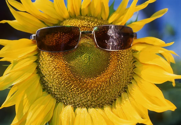 Stock image Sunflower