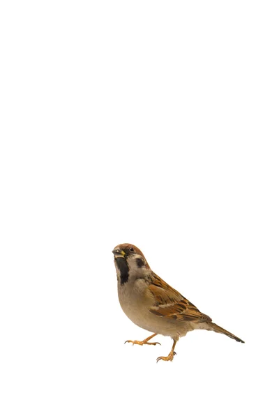Kuşlar — Stok fotoğraf