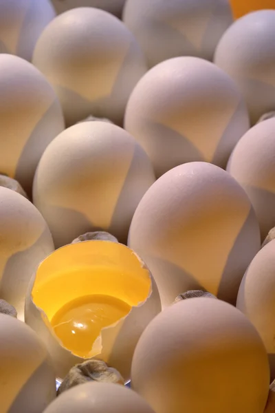 Egg on a background of eggs — Stock Photo, Image