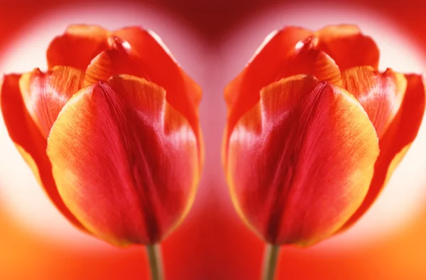 Tulpen auf weißem Hintergrund — Stockfoto