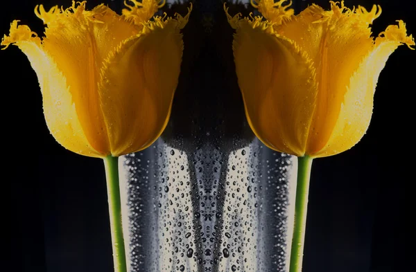Симметричные тюльпаны — стоковое фото