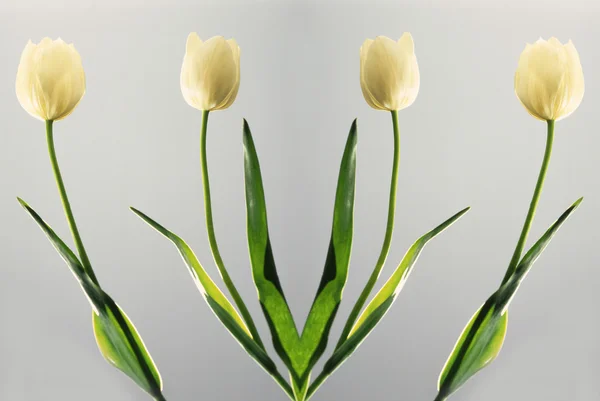 Симметричные тюльпаны белые — стоковое фото