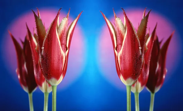 Tulips symmetry — Stock Photo, Image